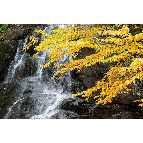 Jones, Allison 아티스트의 USA-Vermont-Fall foliage in Mad River Valley along trail to Warren Falls작품입니다.